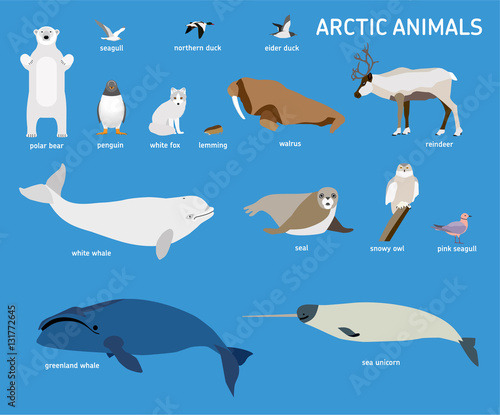 Animals of the Arctic. Vector Set of polar mammals and birds. Flat style illustration. Penguin, seal, lemming, owl, bear, fox, reindeer, walrus, duck, pink Seagull gull white and greenland whale 