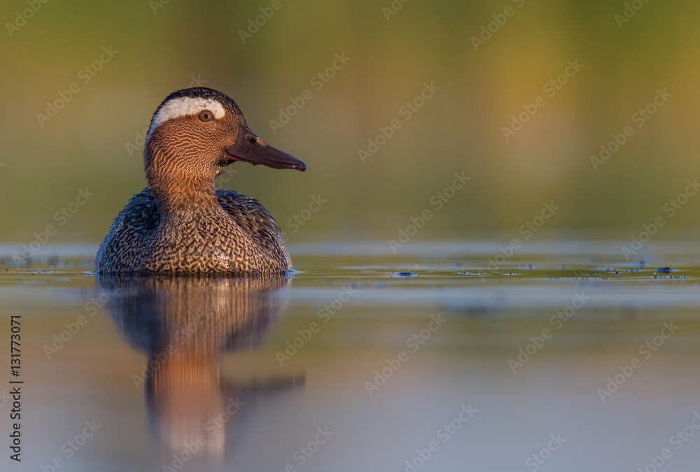 Fototapeta premium Garganey - Anas querquedula