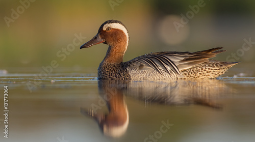 Foto Garganey - Anas querquedula
