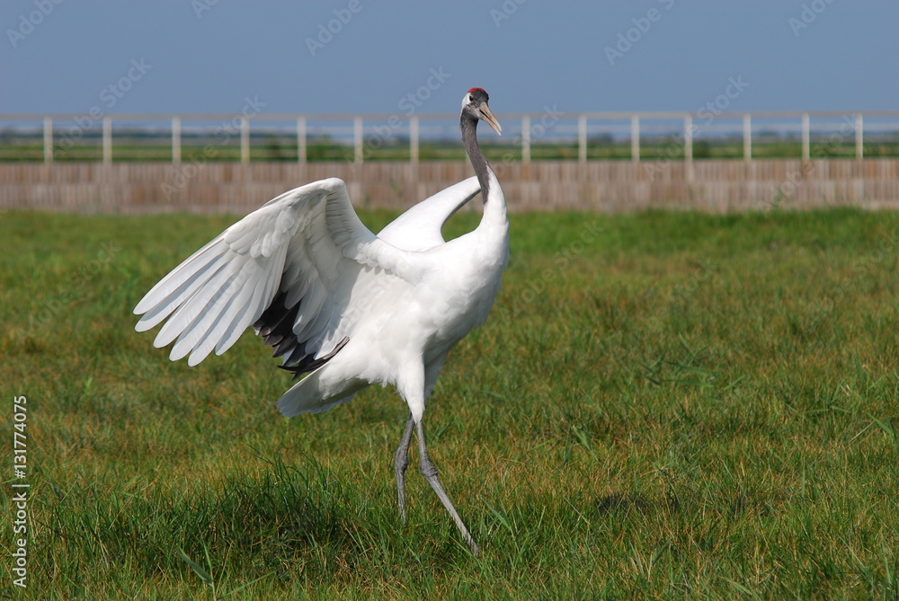 Naklejka premium Yancheng National Natural Reserve.