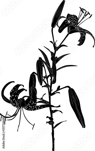 large black tiger lily sketch on white