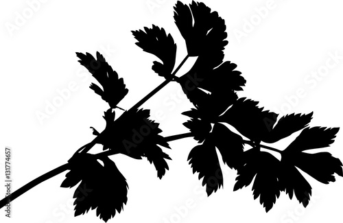 parsley black silhouette with large leaves