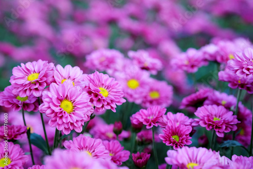   Purple Chrysanthemum in flower garden agriculture background with soft focus. And have some space for write wording  