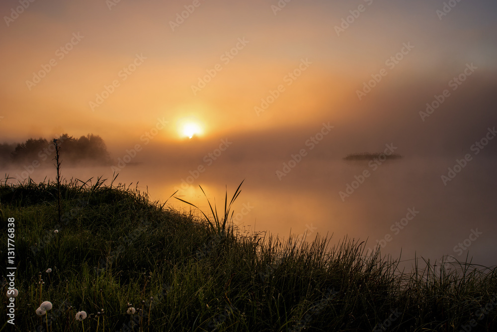 Dandelion at dawn mist, summer morning, Latvia.
