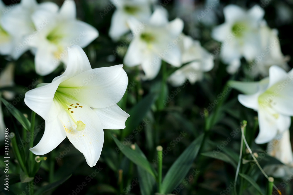 Fototapeta premium White lily in garden background. Representation to Pure love or love at first sight