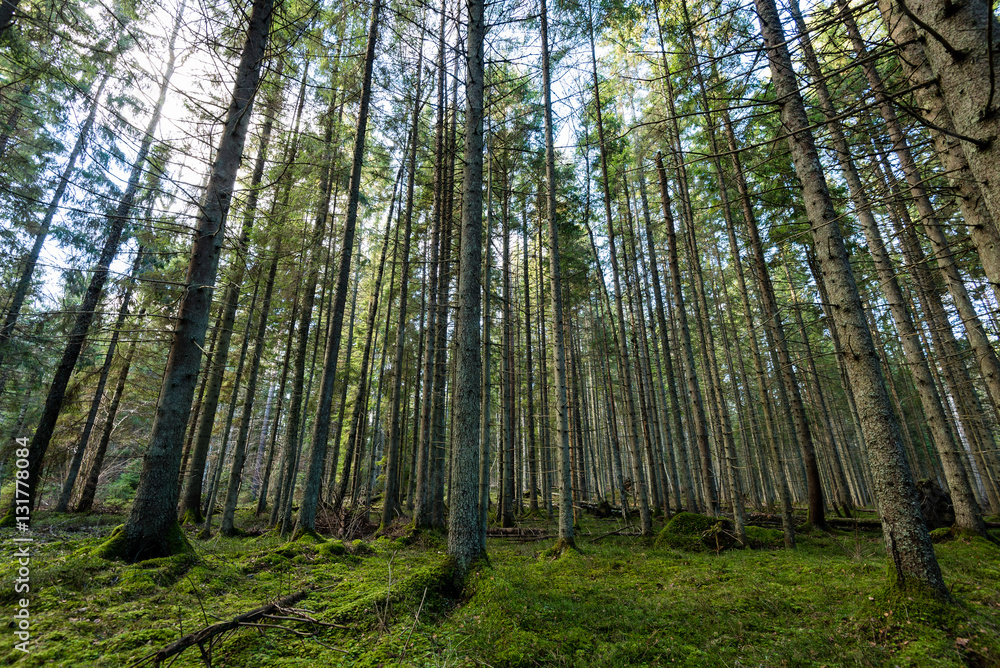Obraz premium tree trunks in rows in ancient forest