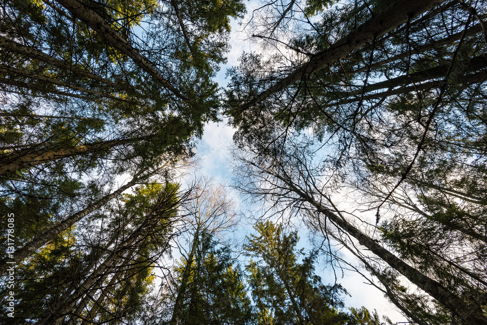 Fototapeta premium sky with clouds seen through tree crown