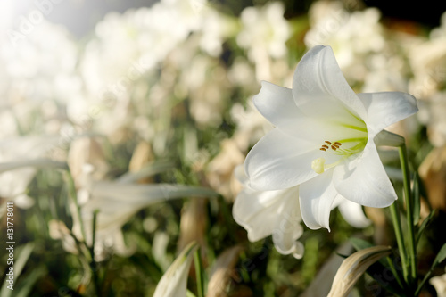 White lily in garden background.  Representation to Pure love or love at first sight