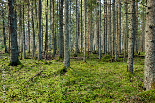 Fototapeta Naklejka Na Ścianę i Meble -  tree trunks in rows in ancient forest