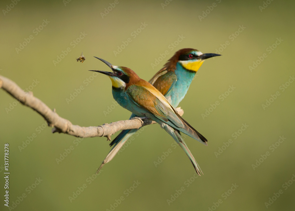 European bee-eater (Merops apiaster), two birds perched on branch European bee-eater (Merops apiaster), two birds perched on branch