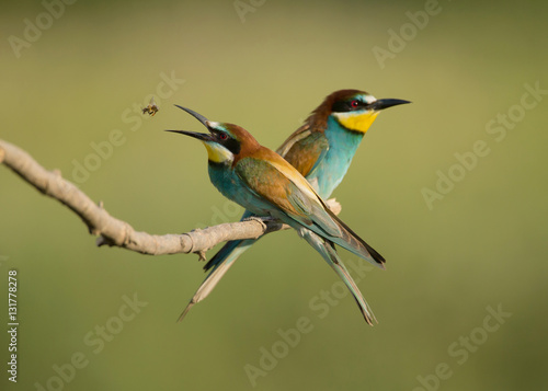 European bee-eater (Merops apiaster), two birds perched on branch © giedriius