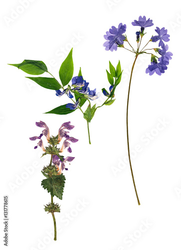 set of pressed phlox, mint, sweet pea