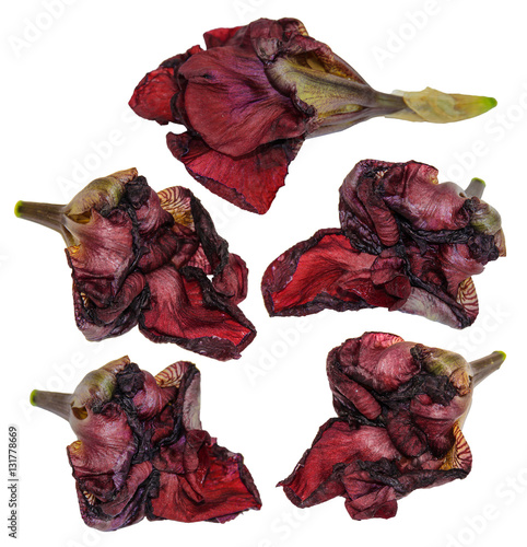 Fototapeta Naklejka Na Ścianę i Meble -  iris dark  red volume dry flowers