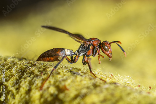 wasp on a yellow fabric