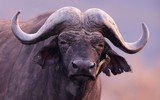 Buffalo in the dry nature habitat, wild africa, dangereous animal, african big five, this is africa, Masai Mara in Kenya