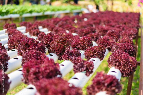 Organic hydroponic vegetable cultivation