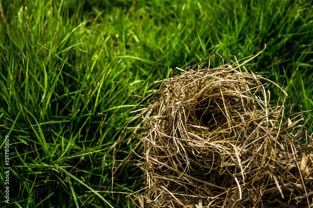 Bird's nest Bird's nest