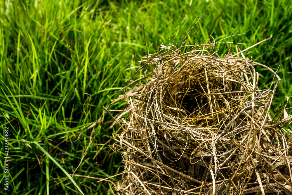 Bird's nest