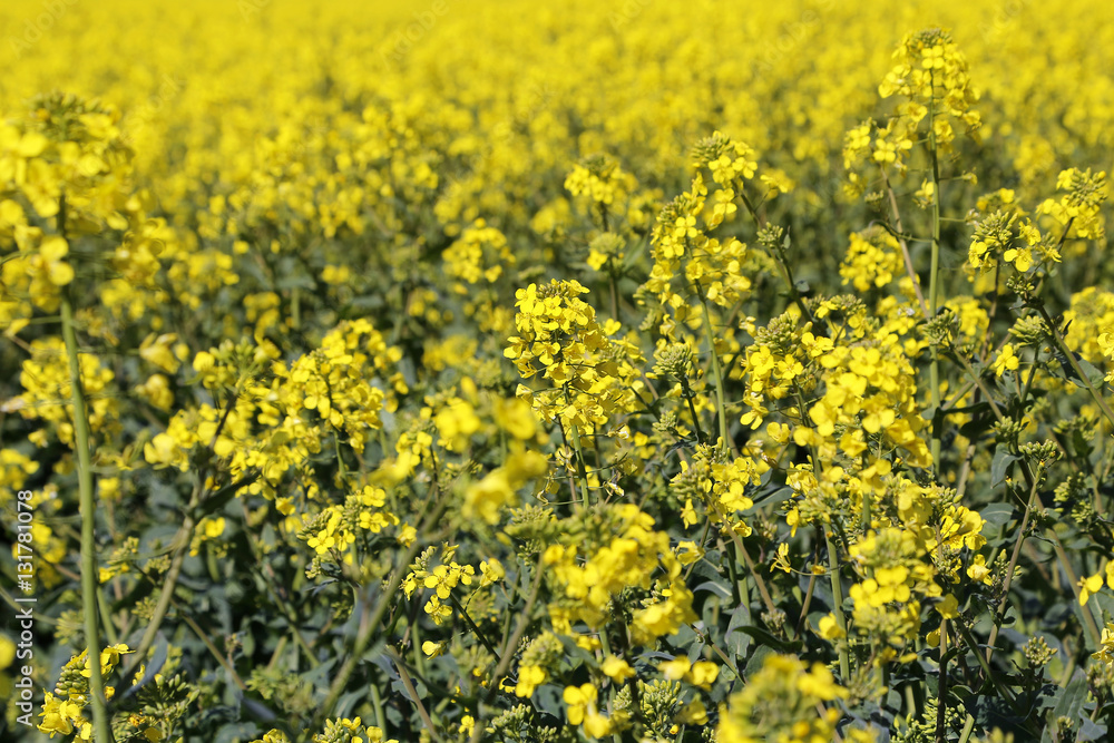 Yellow flowers winter cress