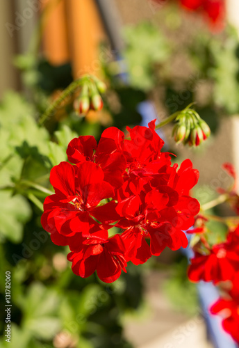 Fototapeta Naklejka Na Ścianę i Meble -  Red pelargonium (geranium) flower, blooming in a garden