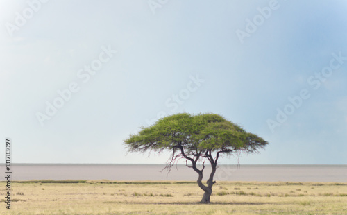 Fototapeta Naklejka Na Ścianę i Meble -  african landscape