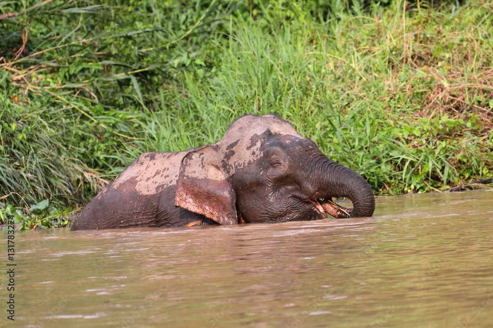 Fototapeta premium Borneo Pygmy Elephant (Elephas maximus borneensis)