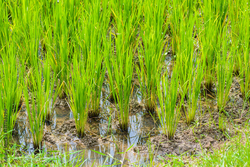 Young rice sprout ready to growing Young rice sprout ready to growing