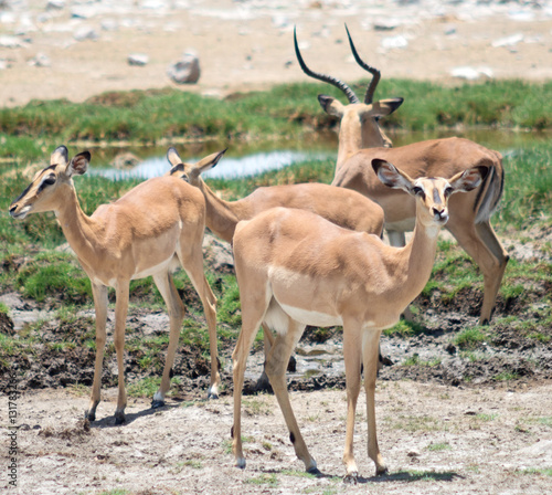antelopes impala
