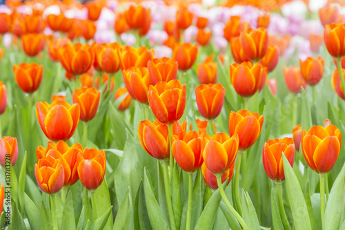Fototapeta Naklejka Na Ścianę i Meble -  tulips in the flower garden
