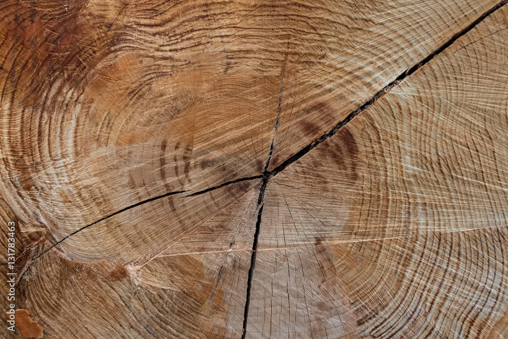 Fototapeta premium Wood texture of cut tree