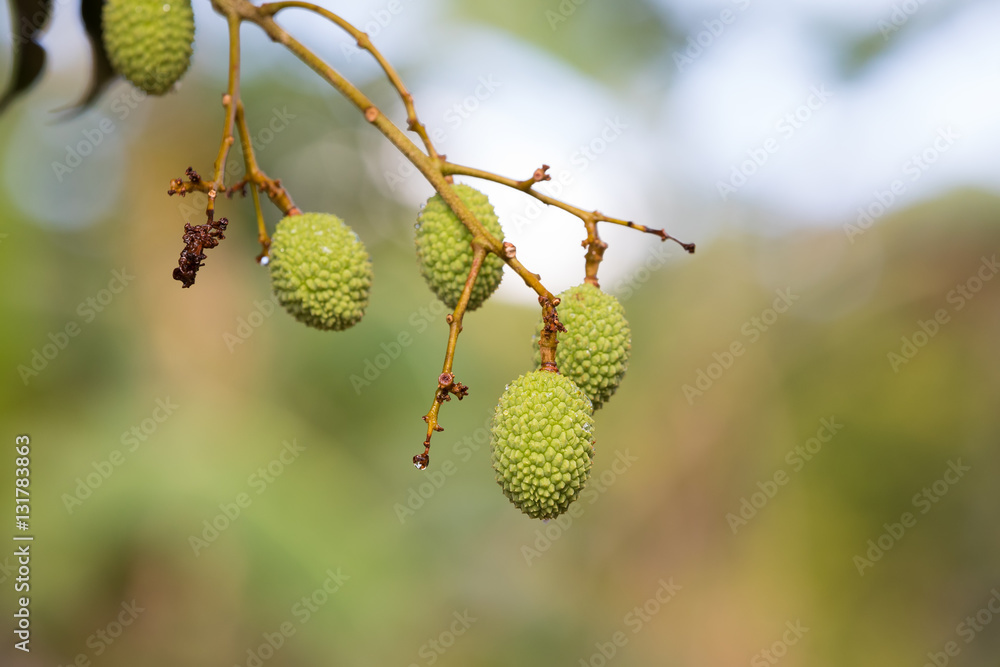 Unripe exotic fruit Lychee, madagascar Unripe exotic fruit Lychee, madagascar