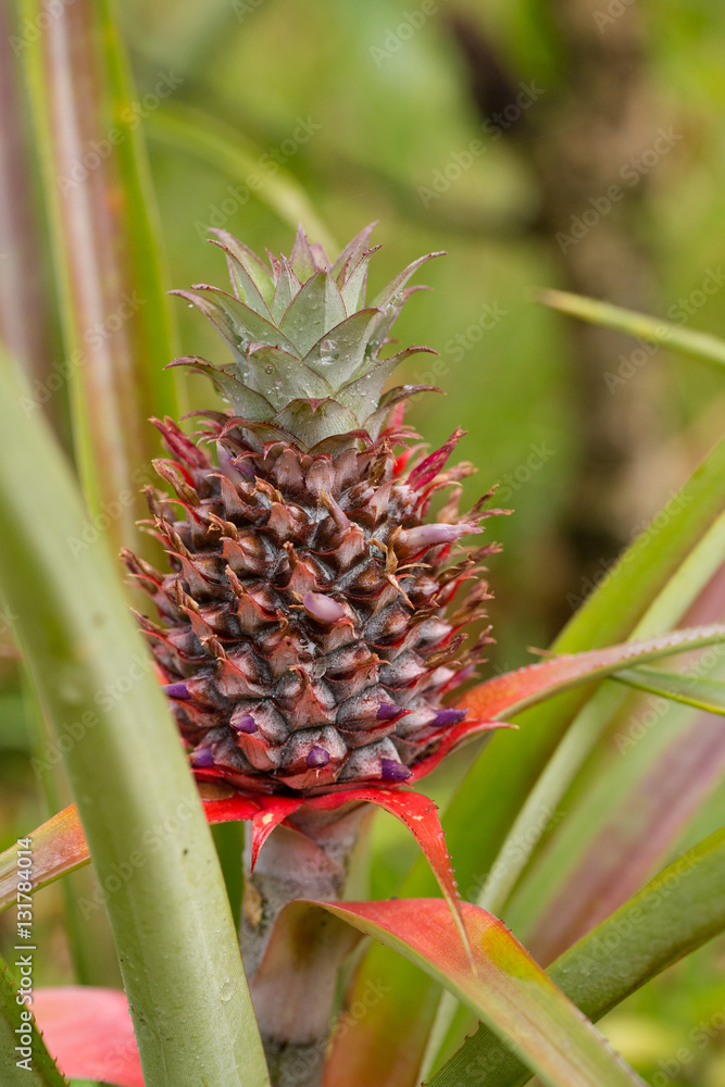 Pineapple tropical fruit in garden, madagascar Pineapple tropical fruit in garden, madagascar