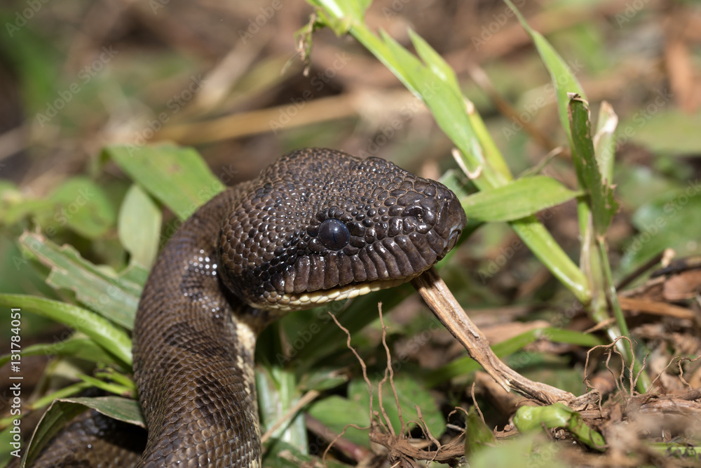 Fototapeta premium madagascar tree boa, Sanzinia madagascariensis