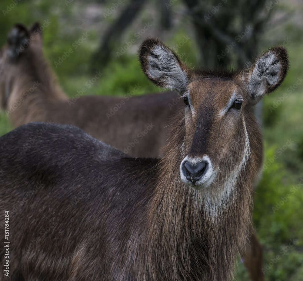 Waterbuck female Waterbuck female