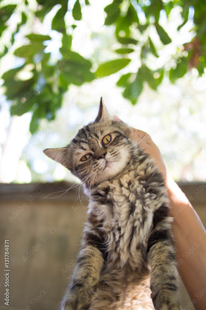 Naklejka premium The cat was hanging by one