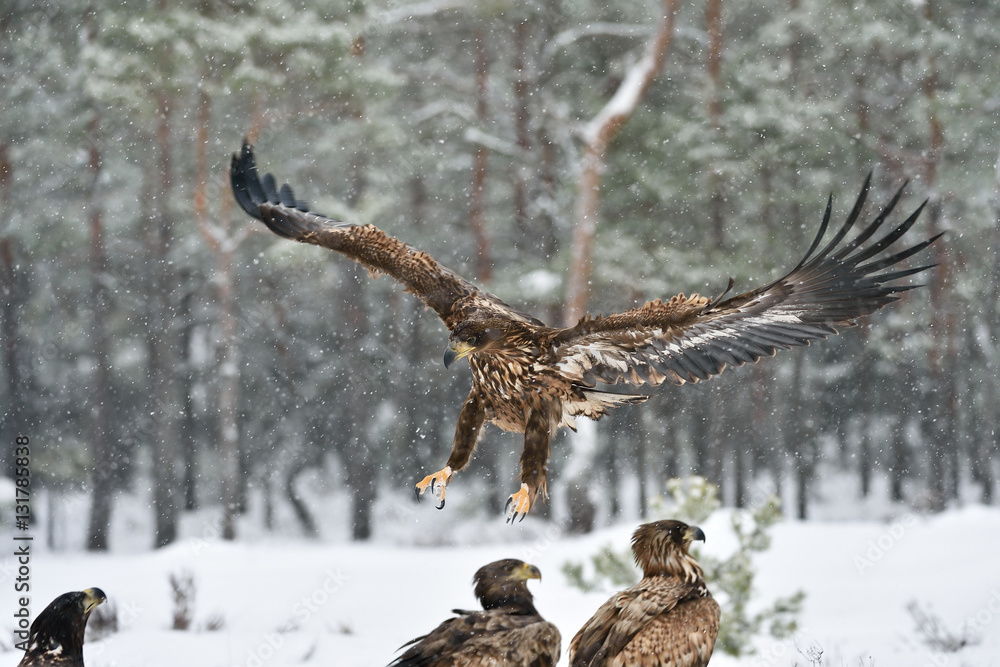 Naklejka premium Eagle approaching, eagle arrival, eagle landing. Bird of prey: White-tailed eagle.