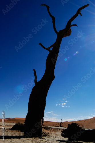 Dead Camelthorn tree mantis