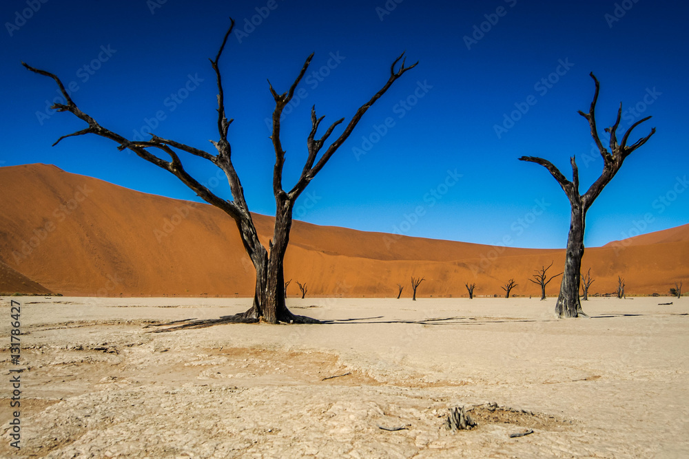 Deadvlei trees