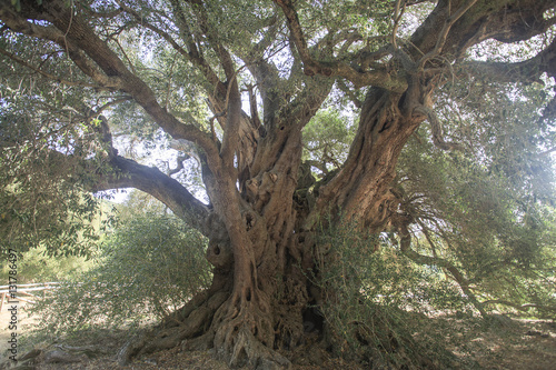 Antico ulivo millenario di Luras in Sardegna dell'età di 4000 anni Stock  Photo | Adobe Stock