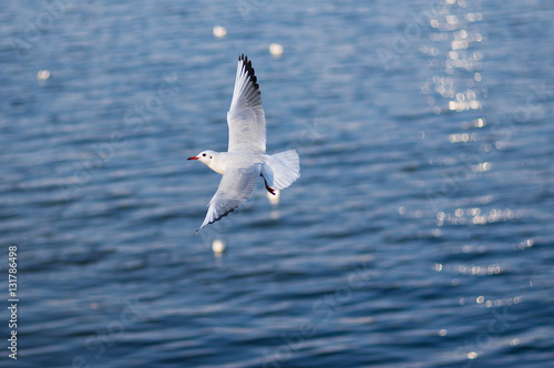 Graceful gull in fly over autumnal Dnepr river