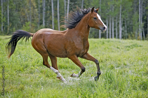 Bay Arabian Horse  two year old galloping at summer pasture
