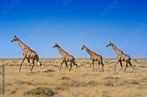 Four giraffes in Etosha NP