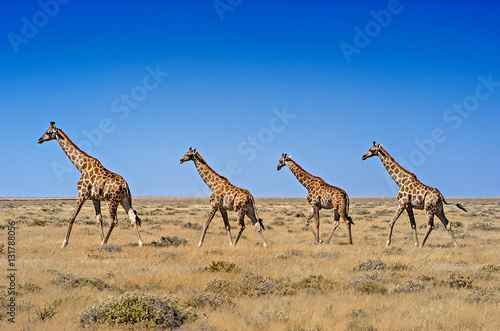 Canvas Print Four giraffes in Etosha NP