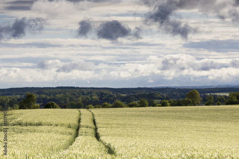 Obraz premium prairie