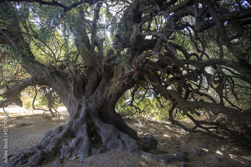Antico ulivo millenario di Luras in Sardegna dell et   di 4000 anni