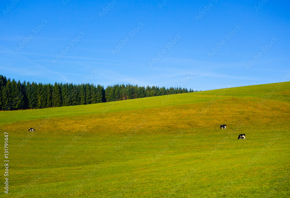 Hügel im Schwarzwald Hügel im Schwarzwald