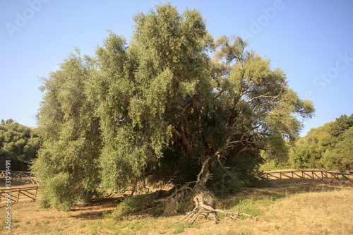 Antico ulivo millenario di Luras in Sardegna dell'età di 4000 anni photo