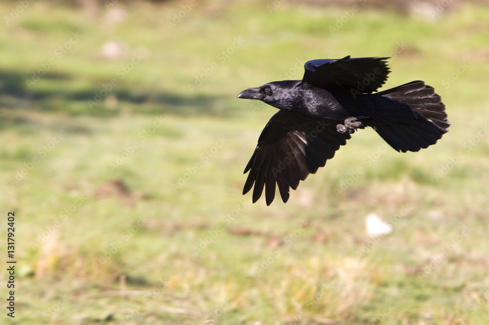 Fototapeta premium Common raven flying. Corvus corax