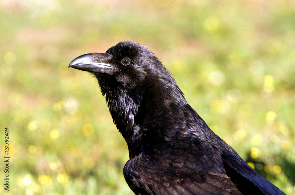 Fototapeta premium Common raven. crow. Corvus corax