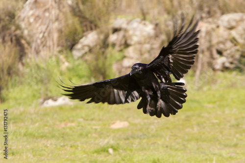 Common raven flying. Corvus corax © Jesus
